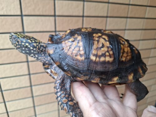 トウブハコガメ（甲長約13cm）20CB オス - 画像 (2)