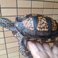 トウブハコガメ（甲長約13cm）20CB オス