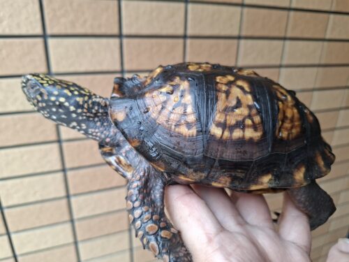 トウブハコガメ（甲長約13cm）20CB オス
