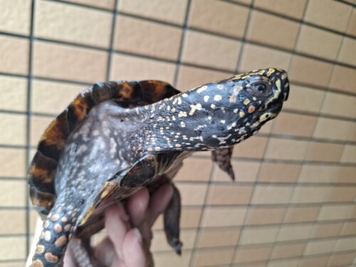 トウブハコガメ（甲長約13cm）20CB オス - 画像 (7)