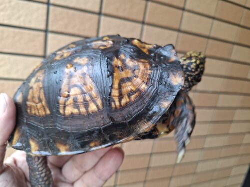 トウブハコガメ（甲長約13cm）20CB オス - 画像 (4)