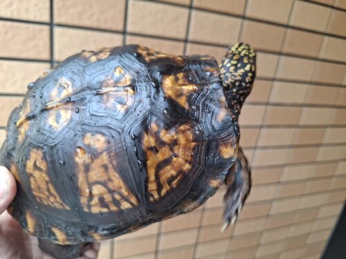 トウブハコガメ（甲長約13cm）20CB オス - 画像 (5)