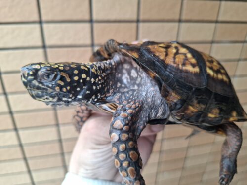 トウブハコガメ（甲長約13cm）20CB オス - 画像 (8)