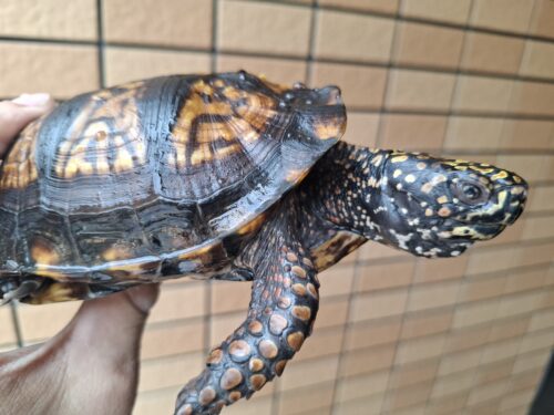 トウブハコガメ（甲長約13cm）20CB オス - 画像 (10)