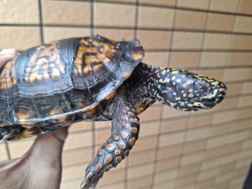 トウブハコガメ（甲長約13cm）20CB オス - 画像 (9)
