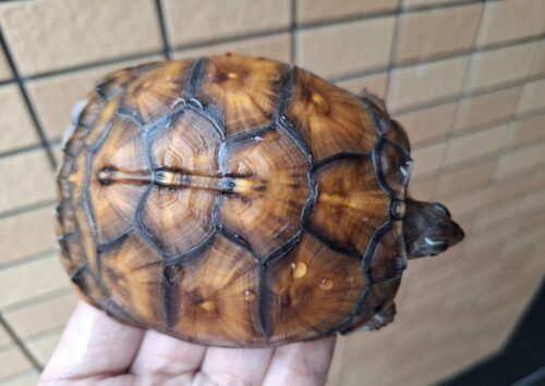 トウブハコガメ（甲長約10cm）TSDメス - 画像 (7)