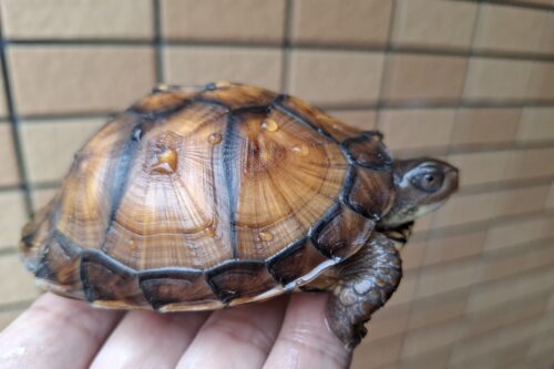 トウブハコガメ（甲長約10cm）TSDメス - 画像 (5)