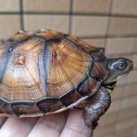 トウブハコガメ（甲長約10cm）TSDメス