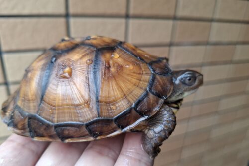 トウブハコガメ（甲長約10cm）TSDメス - 画像 (2)