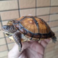 トウブハコガメ（甲長約10cm）TSDメス