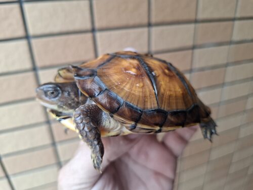 トウブハコガメ（甲長約10cm）TSDメス