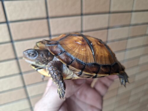 トウブハコガメ（甲長約10cm）TSDメス - 画像 (3)