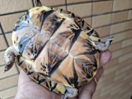 トウブハコガメ（甲長約10cm）TSDメス - 画像 (8)