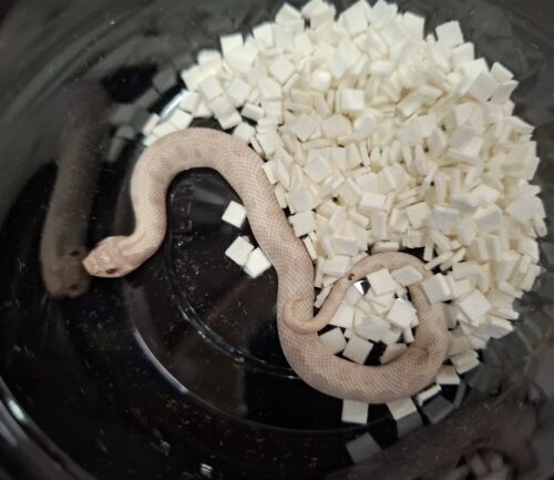 セイブシシバナヘビ（イエティ "スノーコンダ"）25CB オス - 画像 (4)