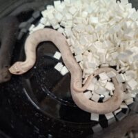 セイブシシバナヘビ（イエティ “スノーコンダ”）25CB オス