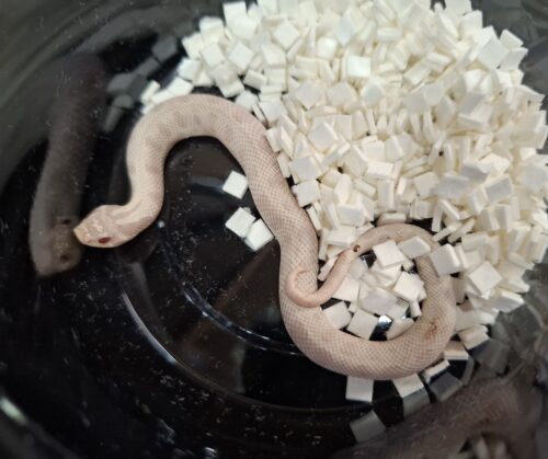 セイブシシバナヘビ（イエティ "スノーコンダ"）25CB オス - 画像 (2)