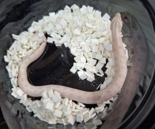 セイブシシバナヘビ（イエティ "スノーコンダ"）25CB オス - 画像 (8)