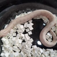 セイブシシバナヘビ（イエティ “スノーコンダ”）25CB オス