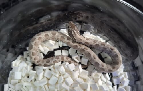 セイブシシバナヘビ（アザンコンダhetアルビノ）25CB オス（ピンクマウス餌付済）