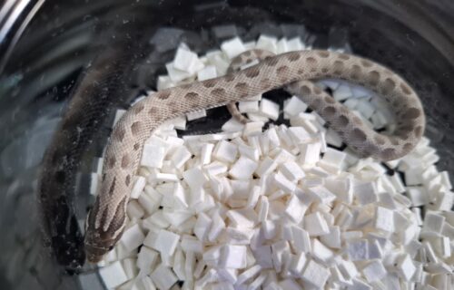 セイブシシバナヘビ（アザンコンダhetアルビノ）25CB オス（ピンクマウス餌付済） - 画像 (3)
