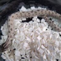 セイブシシバナヘビ（アザンコンダhetアルビノ）25CB オス（ピンクマウス餌付済）