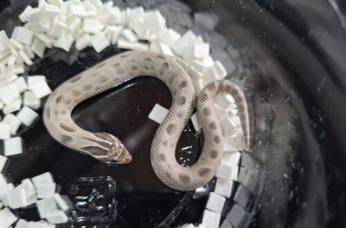 セイブシシバナヘビ（アザンコンダhetアルビノ）25CB メス（ピンクマウス餌付済） - 画像 (5)