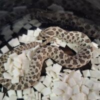 セイブシシバナヘビ（アザンhetアルビノ）25CB オス（ピンクマウス餌付済）
