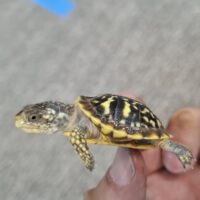 キタニシキハコガメ（25CB）TSDメス
