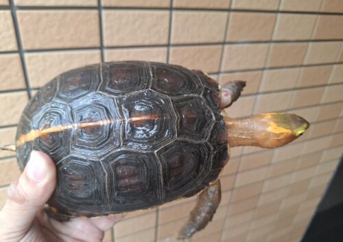 チュウゴクセマルハコガメ（甲長約15cm、17cm）ペア - 画像 (3)