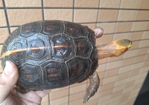 チュウゴクセマルハコガメ（甲長約15cm、17cm）ペア - 画像 (7)