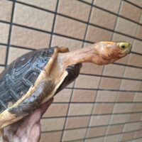 チュウゴクセマルハコガメ（甲長約15cm、17cm）ペア