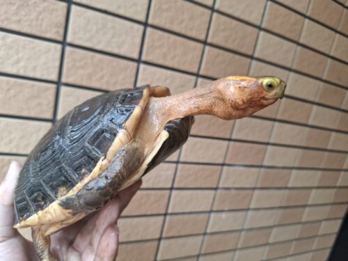 チュウゴクセマルハコガメ（甲長約15cm、17cm）ペア