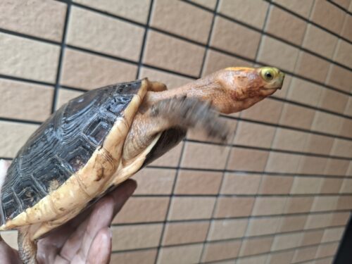 チュウゴクセマルハコガメ（甲長約15cm、17cm）ペア - 画像 (5)