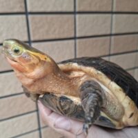 チュウゴクセマルハコガメ（甲長約15cm、17cm）ペア