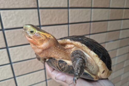 チュウゴクセマルハコガメ（甲長約15cm、17cm）ペア - 画像 (2)