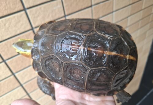 チュウゴクセマルハコガメ（甲長約15cm、17cm）ペア - 画像 (15)