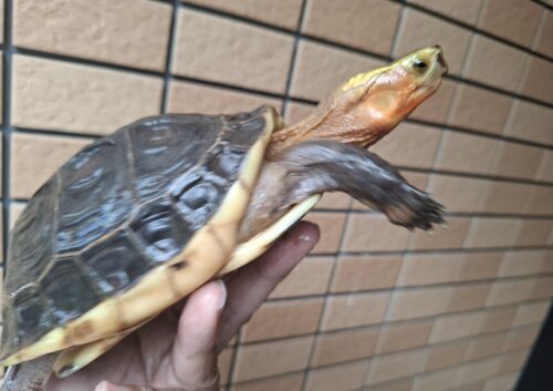 チュウゴクセマルハコガメ（甲長約15cm、17cm）ペア - 画像 (13)