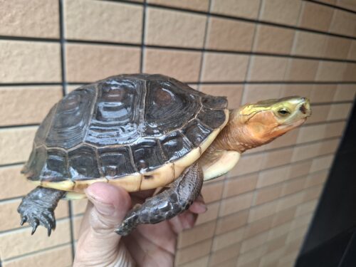 チュウゴクセマルハコガメ（甲長約15cm、17cm）ペア - 画像 (14)