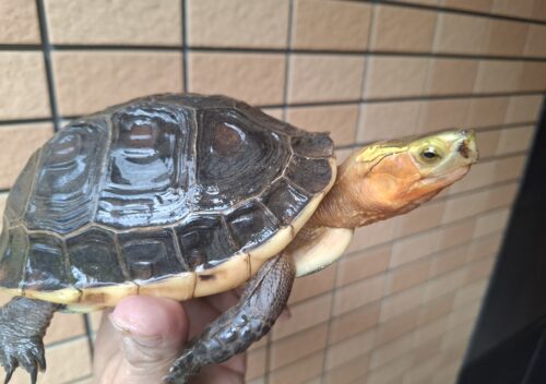 チュウゴクセマルハコガメ（甲長約15cm、17cm）ペア - 画像 (10)