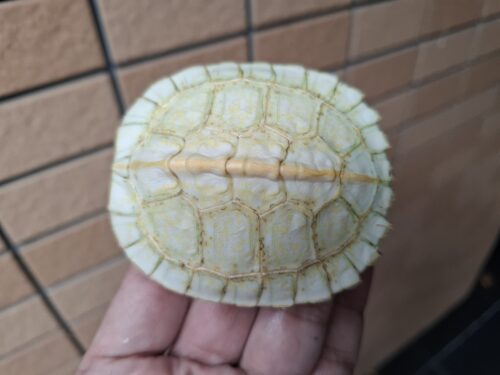 アルビノヒジリガメ（甲長約10cm） - 画像 (11)