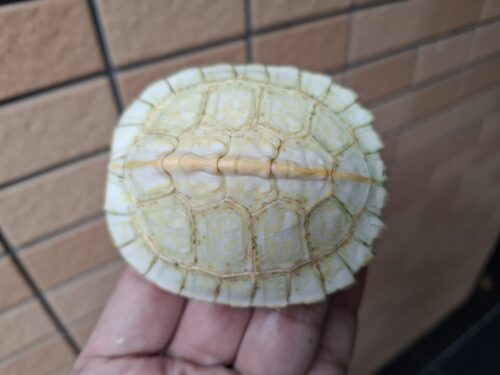 アルビノヒジリガメ（甲長約10cm） - 画像 (4)
