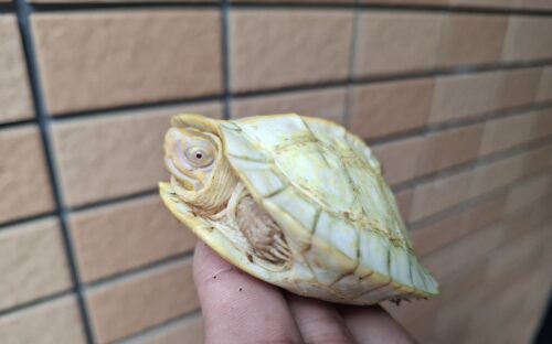アルビノヒジリガメ（甲長約10cm） - 画像 (6)