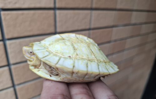 アルビノヒジリガメ（甲長約10cm） - 画像 (7)