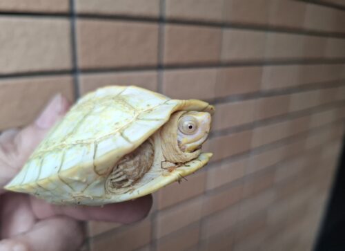 アルビノヒジリガメ（甲長約10cm） - 画像 (9)