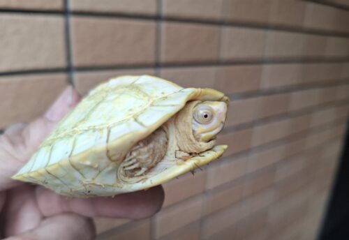 アルビノヒジリガメ（甲長約10cm） - 画像 (10)