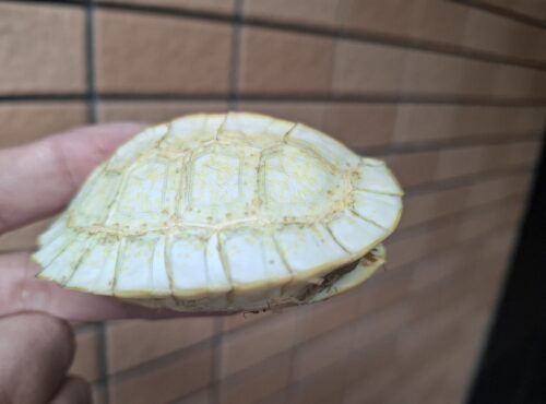 アルビノヒジリガメ（甲長約10cm） - 画像 (8)