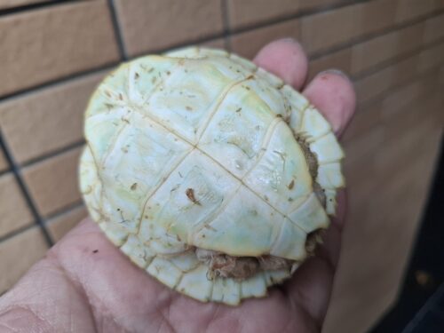 アルビノヒジリガメ（甲長約10cm） - 画像 (12)
