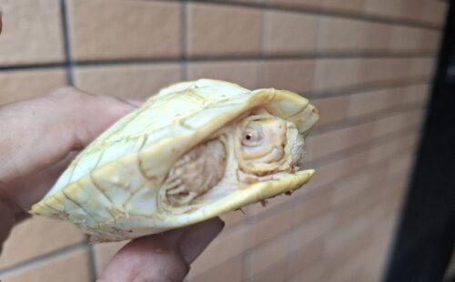 アルビノヒジリガメ（甲長約10cm） - 画像 (5)