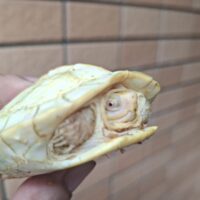 アルビノヒジリガメ（甲長約10cm）