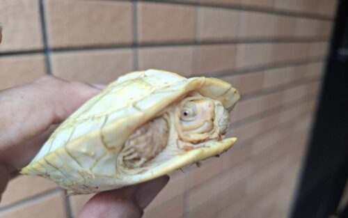 アルビノヒジリガメ（甲長約10cm）